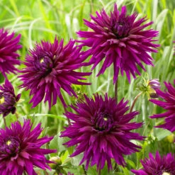 Dahlia Cactus Deer Anterler Collection -Plant Flower Store Dahlia Cactus Deer Anterler Collection 1022172 7 25633.1637330838