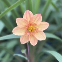 Dahlia Collarette Kelsey Annie Joy 6 Dahlia Collarette Kelsey Annie Joy -Plant Flower Store Dahlia Collarette Kelsey Annie Joy 0011440 2 06250.1697631422