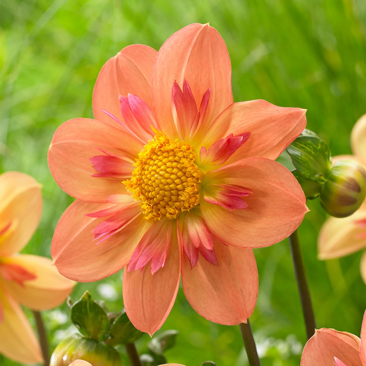 Dahlia Collarette Kelsey Annie Joy 3 Dahlia Collarette Kelsey Annie Joy