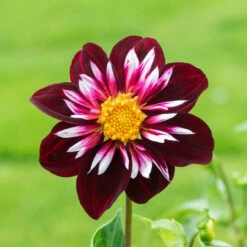 Dahlia Collarette Night Butterfly