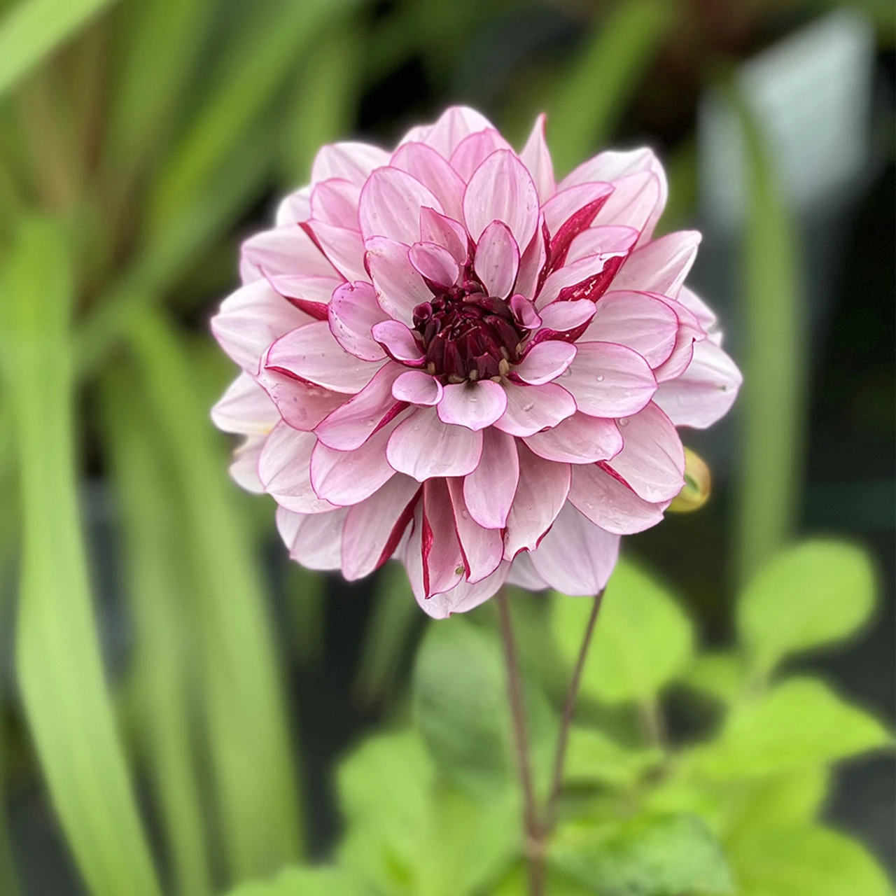 Dahlia Creme De Cassis 4 Dahlia Creme De Cassis - Image 2