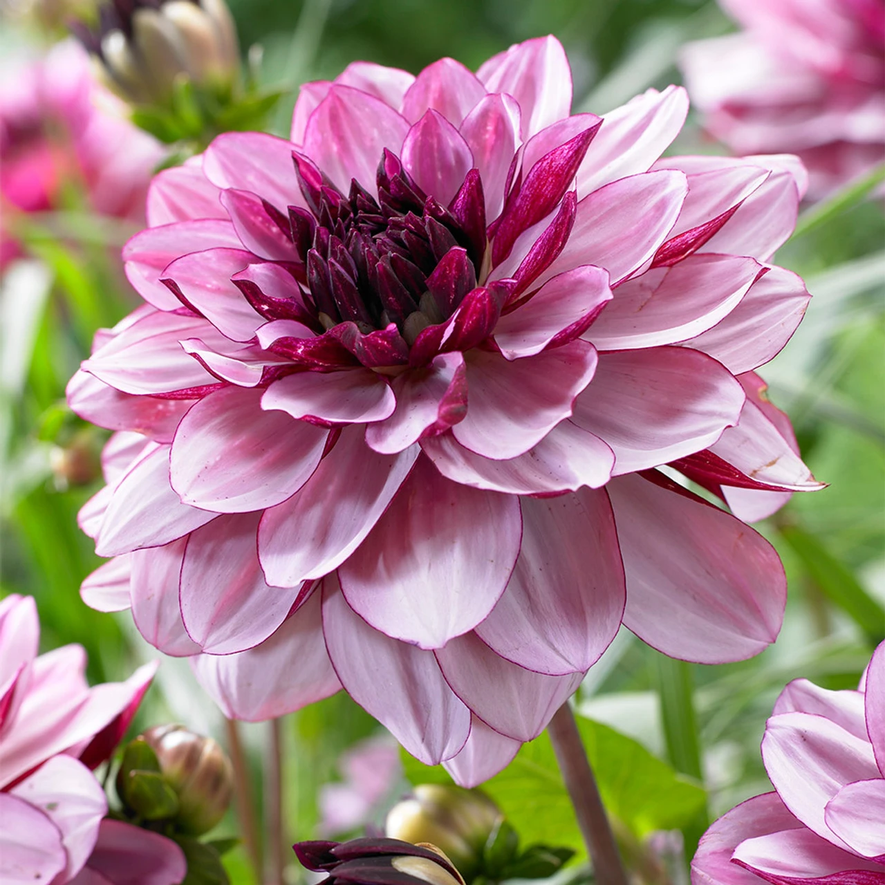 Dahlia Creme De Cassis 3 Dahlia Creme De Cassis