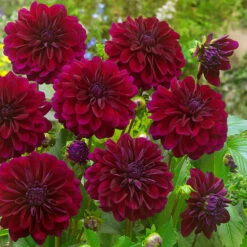 Dahlia Decorative Duo Collection -Plant Flower Store Dahlia Dec Duo Collection 1022319 2 81578.1670853296.1280.1280 82551.1697807030
