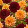 Dahlia Decorative Duo Collection -Plant Flower Store Dahlia Dec Duo Collection 1022319 74718.1670853296.1280.1280 00598.1697807029