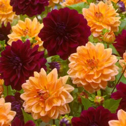 Dahlia Decorative Duo Collection