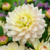 Dahlia Diana's Memory 1 Dahlia Diana's Memory -Plant Flower Store Dahlia Dianas Memory 0005260 03416.1697812493