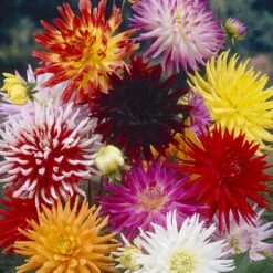 Dahlia Cactus A Dutch Explosion -Plant Flower Store Dahlia Dutch Explosion 0008127 2 46591.1623341883