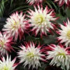 Dahlia Cactus A Dutch Explosion -Plant Flower Store Dahlia Dutch Explosion 0008127 2 55375.1698062417
