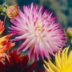 Dahlia Cactus A Dutch Explosion -Plant Flower Store Dahlia Dutch Explosion 0008127 14998.1698062415