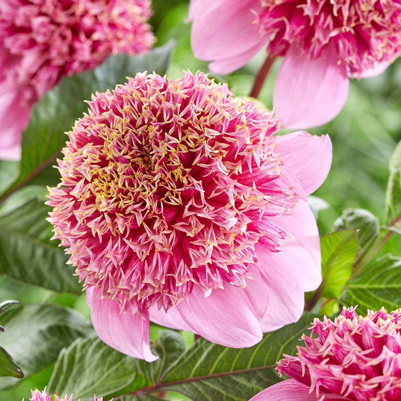 Dahlia Fenna Baaij 3 Dahlia Fenna Baaij