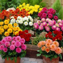 Dahlia Gallery Leonardo 6 Dahlia Gallery Leonardo -Plant Flower Store Dahlia Gallery Leonardo 0014296 2 96191.1672831600