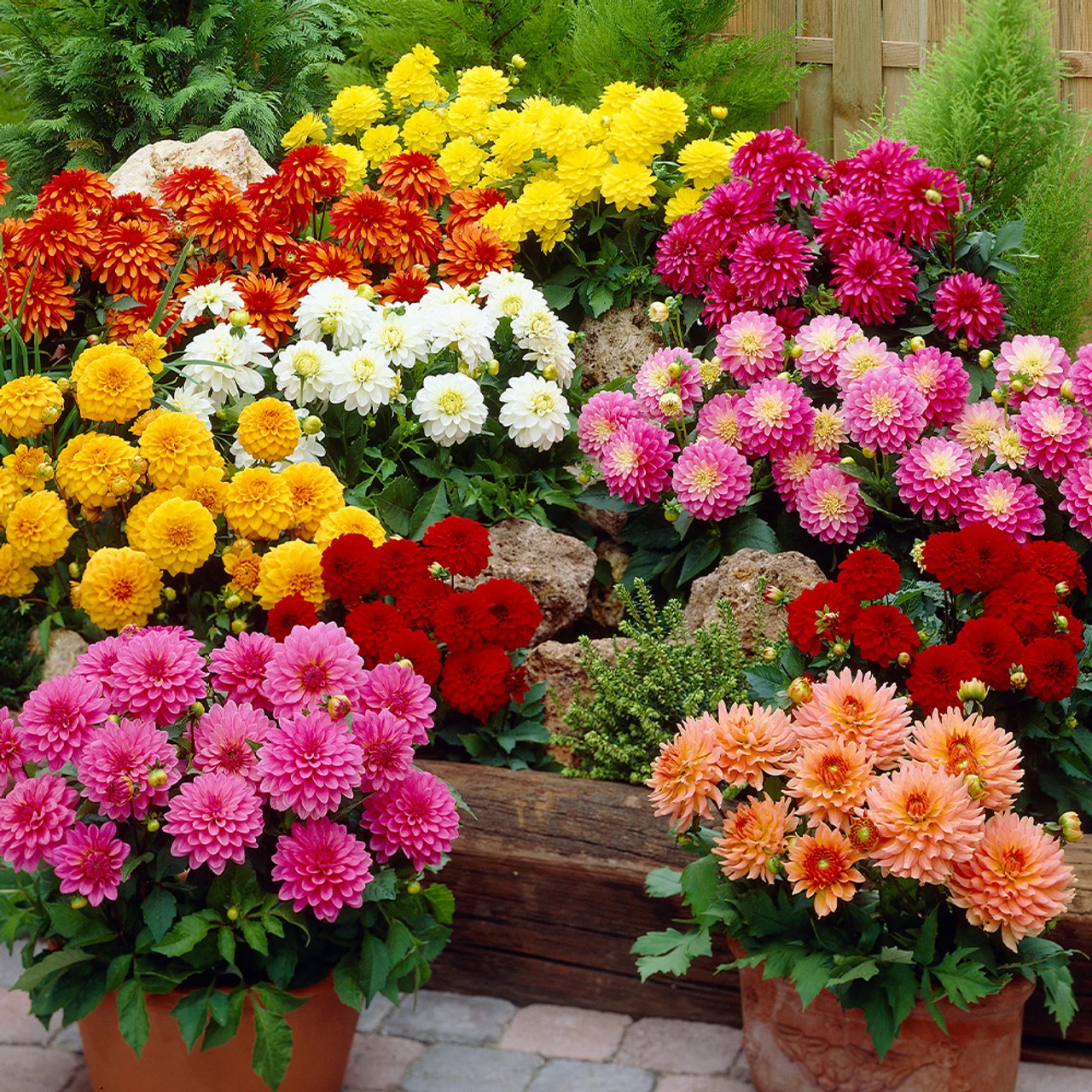 Dahlia Gallery Leonardo 4 Dahlia Gallery Leonardo - Image 2