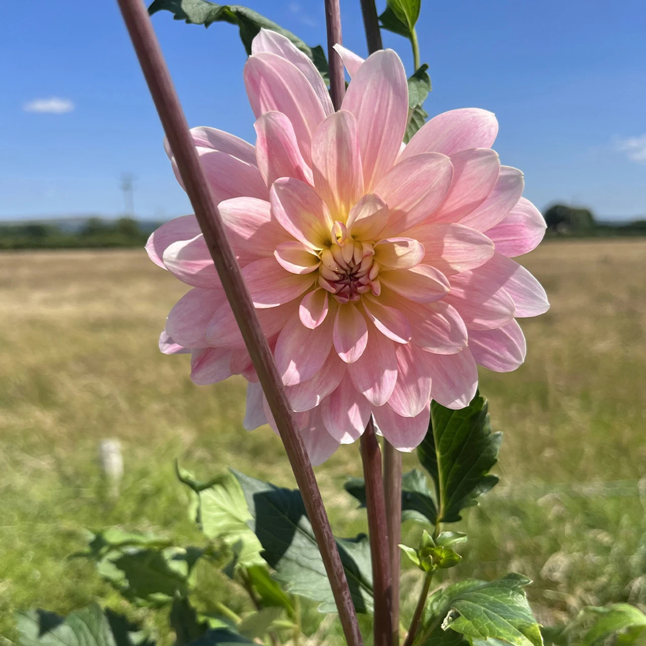 Dahlia Gerrie Hoek 4 Dahlia Gerrie Hoek - Image 2