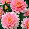 Dahlia Gerrie Hoek 2 Dahlia Gerrie Hoek -Plant Flower Store Dahlia Gerrie Hoek 0002251 87484.1623344322