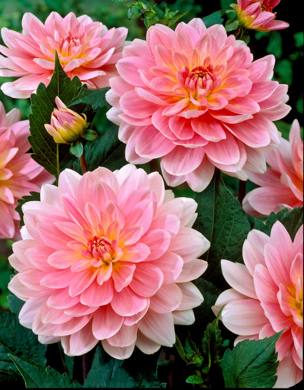 Dahlia Gerrie Hoek 3 Dahlia Gerrie Hoek