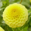 Dahlia Golden Torch -Plant Flower Store Dahlia Golden Torch 0013513 2 83693.1671108677