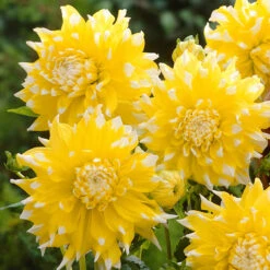 Dahlia Grand Prix 6 Dahlia Grand Prix -Plant Flower Store Dahlia Grand Prix 0002254 2 48905.1697812279