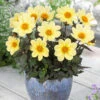 Dahlia Happy Days Lemon 1 Dahlia Happy Days Lemon -Plant Flower Store Dahlia Happy Days Lemon 0010144 54963.1625560689