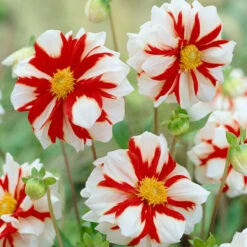 Dahlia Ice Collection -Plant Flower Store Dahlia Ice Collection 1022471 3 30543.1697182912