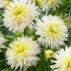Dahlia Ice Crystal -Plant Flower Store Dahlia Ice Crystal 0005753 09911.1623341713
