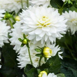 Dahlia Karma Collection -Plant Flower Store Dahlia Karma Collection 1022478 4 03443.1697183203