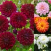 Dahlia Karma Collection -Plant Flower Store Dahlia Karma Collection 1022478 38233.1697183203