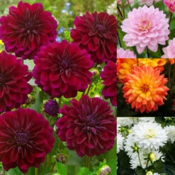 Dahlia Karma Collection