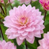Dahlia Karma Prospero -Plant Flower Store Dahlia Karma Prospero 0012049 44058.1697121635