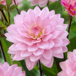 Dahlia Karma Prospero