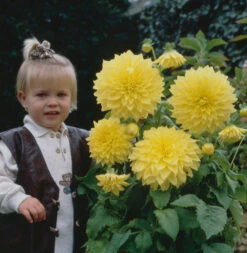 Dahlia Kelvin Floodlight -Plant Flower Store Dahlia Kelvin Floodlight 0002255 3 13924.1698067591