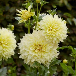 Dahlia Kelvin Floodlight -Plant Flower Store Dahlia Kelvin Floodlight 0002255 4 55164.1671455397