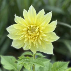 Dahlia Kelvin Floodlight -Plant Flower Store Dahlia Kelvin Floodlight 0002255 5 87502.1698067591