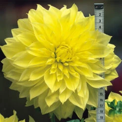 Dahlia Kelvin Floodlight -Plant Flower Store Dahlia Kelvin Floodlight 0002255 21013.1631097700