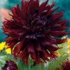 Dahlia Kenora Macob -Plant Flower Store Dahlia Kenora Macob 0005266 31215.1623344402