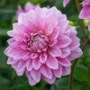 Dahlia Lavender Perfection -Plant Flower Store Dahlia Lavender Perfection 0015062 11914.1697122240