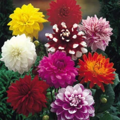 Dahlia Le Baron -Plant Flower Store Dahlia Le Baron 0004244 2 58941.1638433093