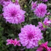 Dahlia Lilac Time 1 Dahlia Lilac Time -Plant Flower Store Dahlia Lilac Time 0002261 27682.1631097786