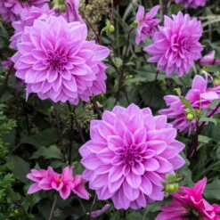 Dahlia Lilac Time