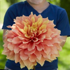 Dahlia Mango Madness -Plant Flower Store Dahlia Mango Madness 0009559 2 32433.1697121534