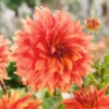Dahlia Mango Madness -Plant Flower Store Dahlia Mango Madness 0009559 32314.1697121534