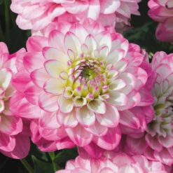 Dahlia Maxi Salinas Dahlia 'Dalina Maxi Salinas