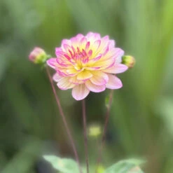 Dahlia Maya -Plant Flower Store Dahlia Maya 0014301 3 63148.1698065226