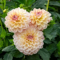 Dahlia Maya