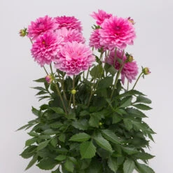 Dahlia Maxi Mendoza -Plant Flower Store Dahlia Mendoza 0013347 2 73413.1639746875