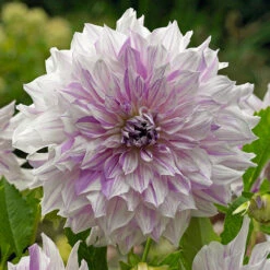 Dahlia Mom's Special 8 Dahlia Mom's Special -Plant Flower Store Dahlia Moms Special 0011434 2 78230.1698065476