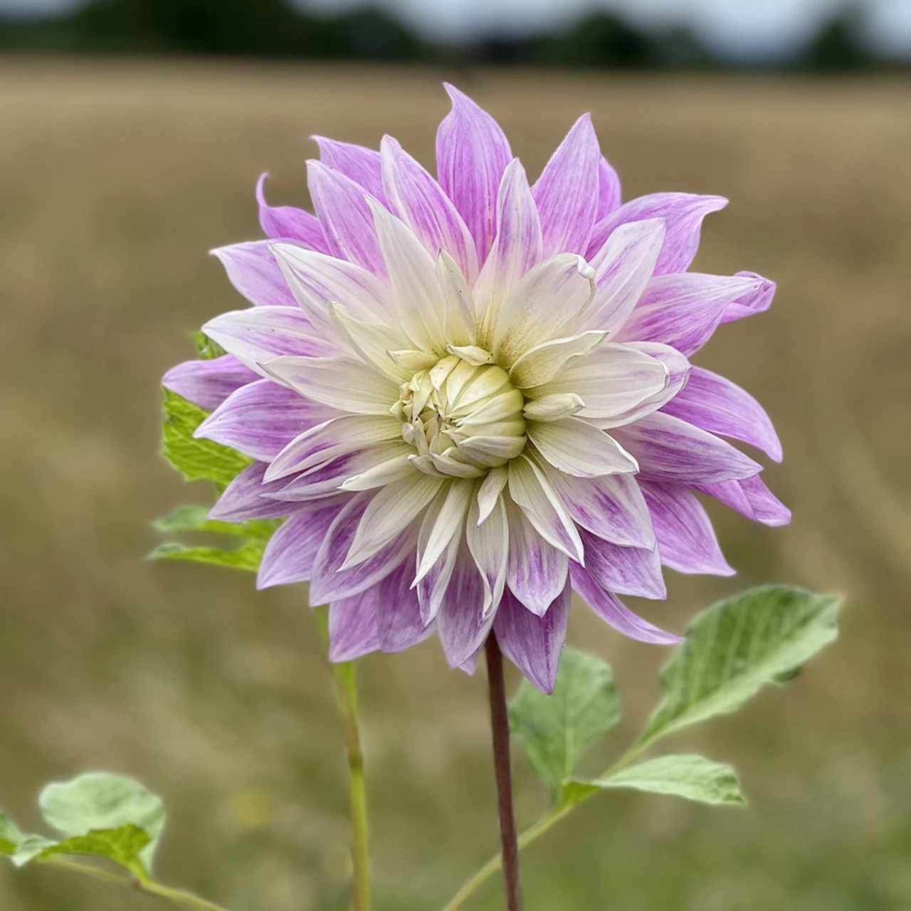 Dahlia Mom's Special 4 Dahlia Mom's Special - Image 2