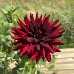 Dahlia Nuit D'Ete -Plant Flower Store Dahlia Nuit DEte 0003454 2 05263.1698066515