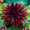 Dahlia Nuit D'Ete 2 Dahlia Nuit D'Ete -Plant Flower Store Dahlia Nuit DEte 0003454 22374.1698066514