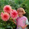 Dahlia Ottos Thrill -Plant Flower Store Dahlia Ottos Thrill 0002263 59075.1698065665