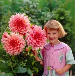Dahlia Ottos Thrill